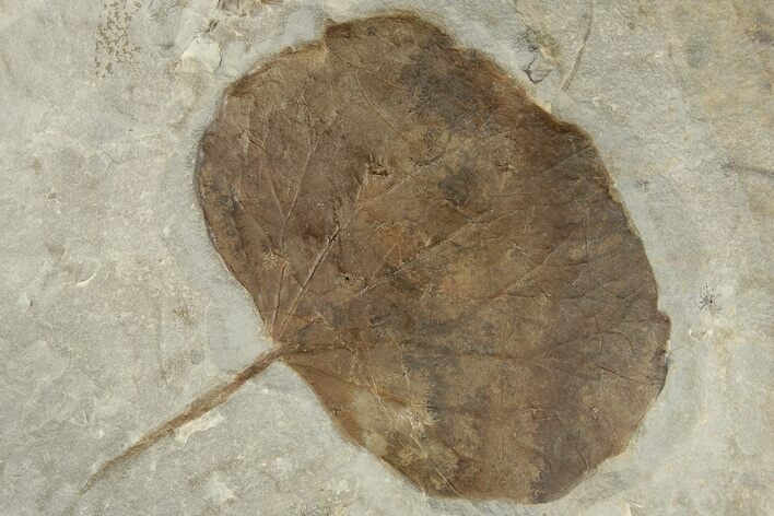 Fossil Leaf (Zizyphoides) - Montana #203363